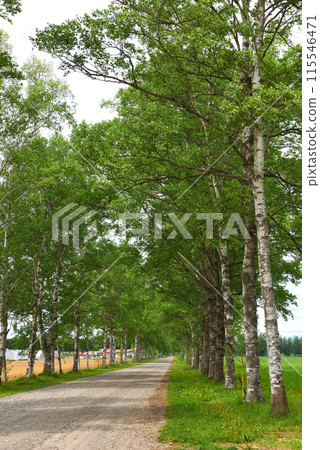 Shirakaba樹內襯Tokachi牧場 115546471