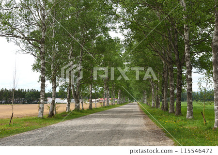 Shirakaba tree lined with Tokachi ranch 115546472