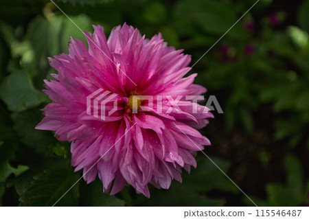 綠色中心春天 綠色中心春天 115546487