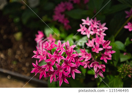 Spring at the Green Center Spring at the Green Center 115546495