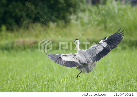 Gray heron heron / Japan 115546521
