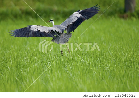 Gray heron heron / Japan 115546522