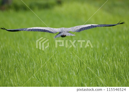 灰鷺蒼鷺 / 日本 115546524