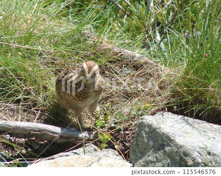 A snow grouse, a ptarmigan (Early summer in the Yari-Hotaka mountain range in the Northern Alps) A snow grouse, a ptarmigan (Early summer in the Yari-Hotaka mountain range in the Northern Alps) 115546576