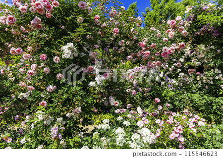 Roses in full bloom 115546623