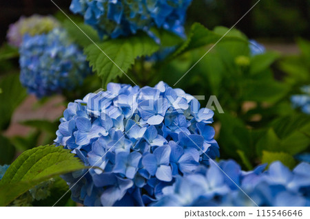 Spring at the Green Center 115546646