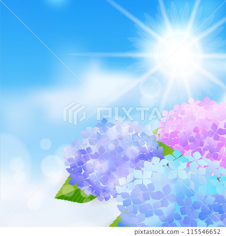 Hydrangea rainy season sky flower background 115546652