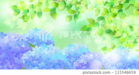 Hydrangea rainy season sky flower background 115546659