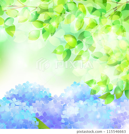 Hydrangea rainy season sky flower background 115546663