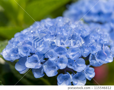 Blue hydrangeas at Muroji Temple wet with rain Blue hydrangeas at Muroji Temple wet with rain 115546812