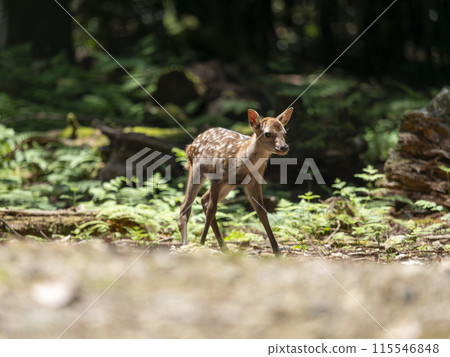 奈良公園裡可愛的小鹿 115546848