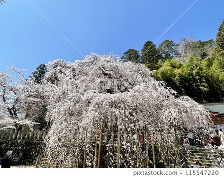 [Fukushima] Weeping cherry tree at Ogawa Suwa Shrine, Iwaki City, Fukushima Prefecture 115547220