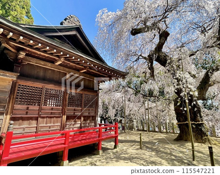 【福島】福島縣磐城市小川諏訪神社垂枝櫻花 【福島】福島縣磐城市小川諏訪神社垂枝櫻花 115547221