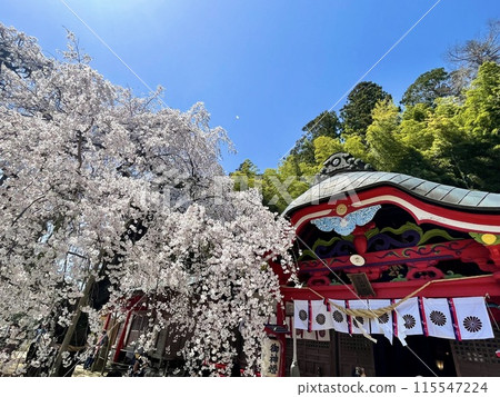 【福島】福島縣磐城市小川諏訪神社垂枝櫻花 【福島】福島縣磐城市小川諏訪神社垂枝櫻花 115547224
