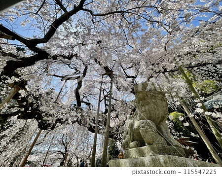 【福島】福島縣磐城市小川諏訪神社垂枝櫻花 【福島】福島縣磐城市小川諏訪神社垂枝櫻花 115547225