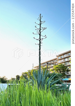 Agave grows rapidly 115547404