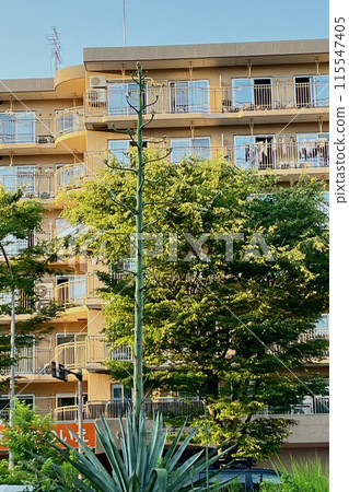 龍舌蘭生長迅速 115547405