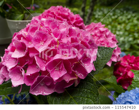 Bright pink hydrangea wet with rain Bright pink hydrangea wet with rain 115547410