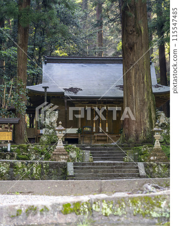 清晨的室生龍軒神社參拜殿與神樹 清晨的室生龍軒神社參拜殿與神樹 115547485