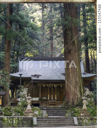 清晨的室生龍軒神社參拜殿與神樹 清晨的室生龍軒神社參拜殿與神樹 115547486