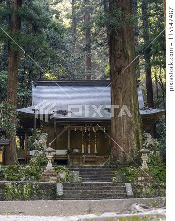 清晨的室生龍軒神社參拜殿與神樹 清晨的室生龍軒神社參拜殿與神樹 115547487
