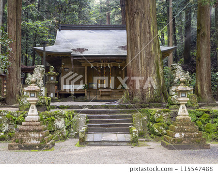 Muro Ryuketsu Shrine worship hall and sacred tree in the early morning 115547488