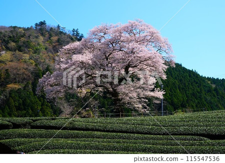 Ushinomiya cherry blossoms Ushinomiya cherry blossoms 115547536