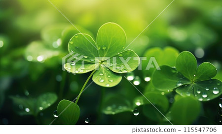 Macro view of green four-leaf clover with morning dew with blurred background, St. Patricks Day luck. 115547706