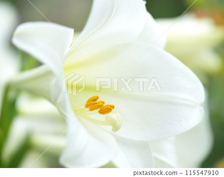 White lily flower in full bloom White lily flower in full bloom 115547910