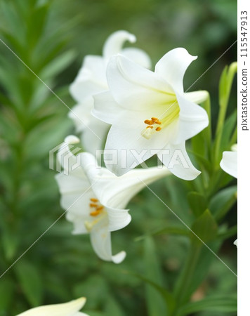 White lily flower in full bloom White lily flower in full bloom 115547913