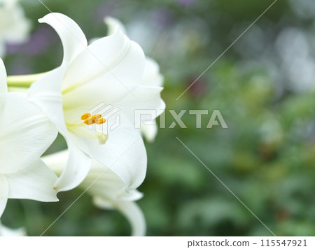 White lily flower in full bloom 115547921
