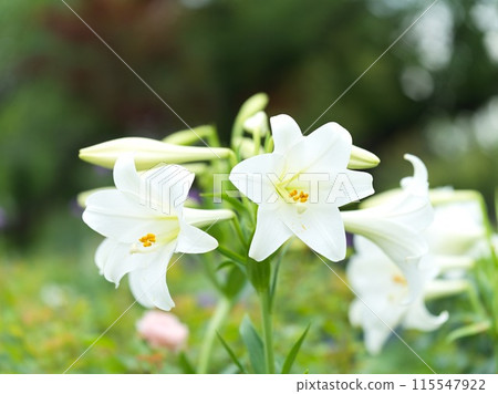 White lily flower in full bloom White lily flower in full bloom 115547922