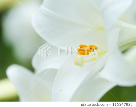 白百合花盛開 115547923