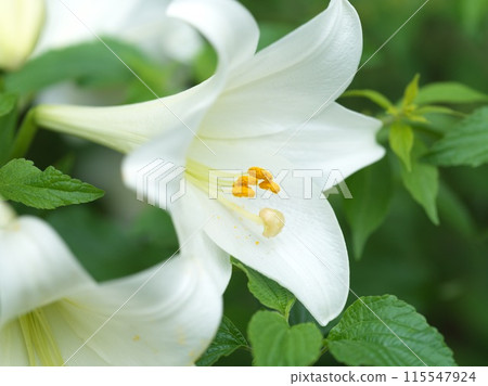 白百合花盛開 115547924