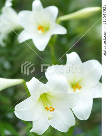 White lily flower in full bloom White lily flower in full bloom 115547925