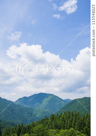 "Landscape material - Summer" Beautiful summer mountain scenery with cedar forest 115548025