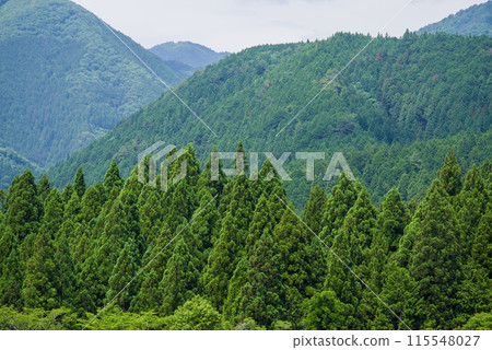 "Landscape material - Summer" Beautiful summer mountain scenery with cedar forest "Landscape material - Summer" Beautiful summer mountain scenery with cedar forest 115548027