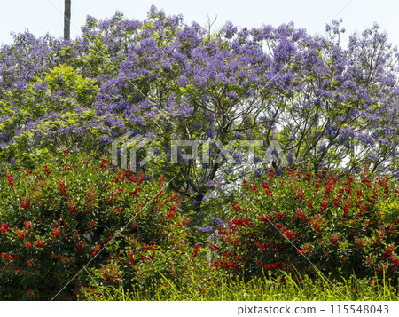 植物園裡盛開的藍花楹和美國戴戈花 115548043