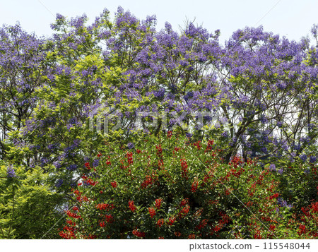 Jacaranda and American deigo flowers blooming in the botanical garden 115548044