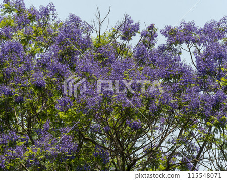 植物園裡盛開的藍花楹花 植物園裡盛開的藍花楹花 115548071