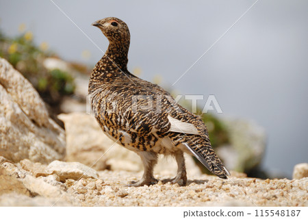 A snow grouse, a ptarmigan (Early summer in the Northern Alps, Yari-Hotaka, Omote Ginza) A snow grouse, a ptarmigan (Early summer in the Northern Alps, Yari-Hotaka, Omote Ginza) 115548187