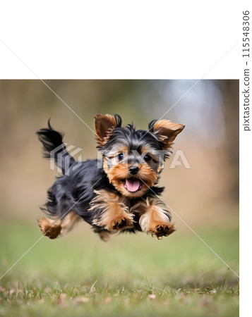 約克夏犬瘋狂奔跑 115548306