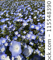 Nemophila領域 115548390