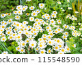  白花 115548590