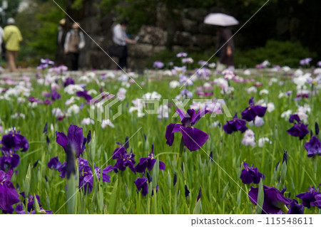 Flower iris in full bloom 115548611
