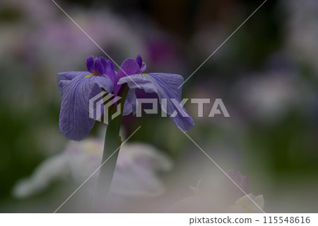 Flower iris in full bloom Flower iris in full bloom 115548616