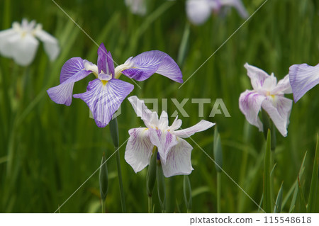 Flower iris in full bloom Flower iris in full bloom 115548618