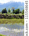 眺望北阿爾卑斯山的里山風景～插秧時間～ 115548645