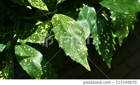 Aoki (Aucuba japonica) Aoki (Aucuba japonica) 115548670