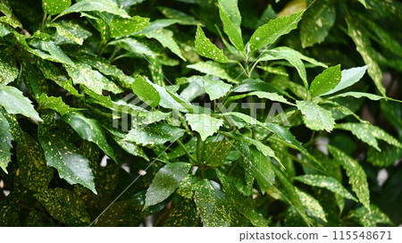 青木 (Aucuba japonica) 115548671